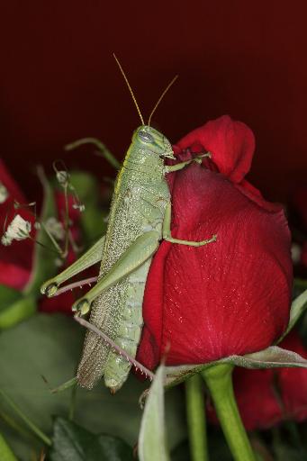 2454796
9/27/06 9:45 AM
3504 x 2336
Flash fired
100.0mm
1/25s
9.0

Multi-segment
Canon
Canon EOS 20D

